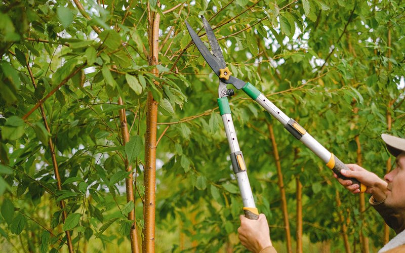 Tree trimming in Rocky Hill, KY